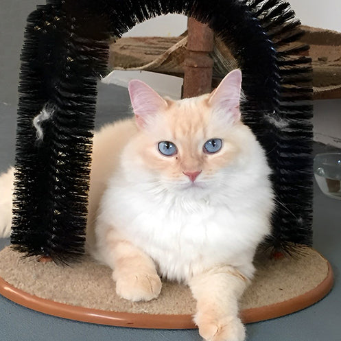 arc-de-jouet-chat-pause-sur-le-socle