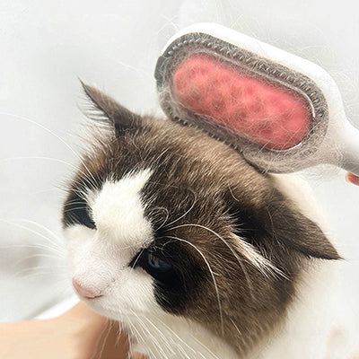 brosse-a-chat-multifonction-4-en-1-brosse-sur-la-tete