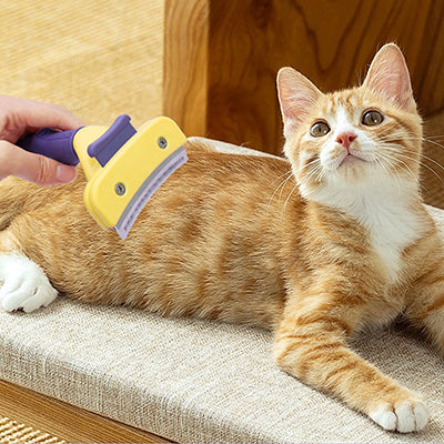 brosse-pour-chat-demelante-allonge-confiant