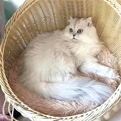 tapis-pour-chat-rond-panier