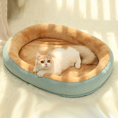 coussin-chat-douillet-surpris