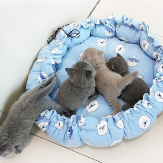 coussin-chat-rond-chaton