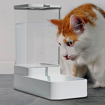 distributeur-de-croquettes-chat-transparent-boit