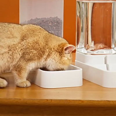 distributeur-de-croquettes-chat-transparent-mange