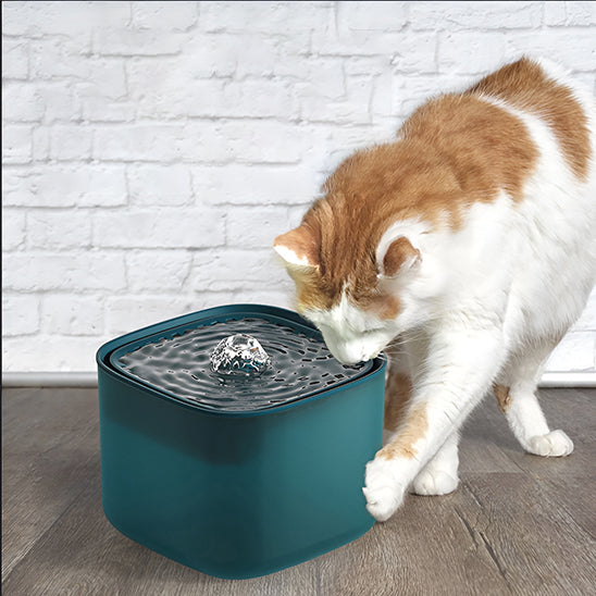 fontaine-a-eau-pour-chat-cascade-boit-et-bouscule