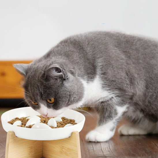 gamelle-anti-glouton-chat-surelevee-degustation