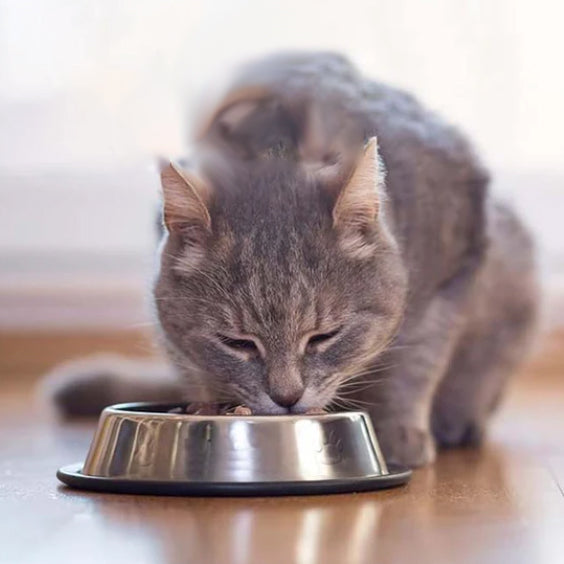 Gamelle pour chat en inox