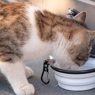 gamelle-pour-chat-pliable-chat-qui-mange