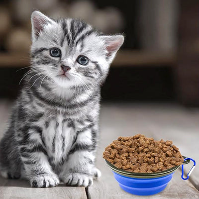 gamelle-pour-chat-pliable-chaton