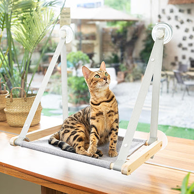 hamac-fenetre-chat-avec-ventouses-chat-assis-regarde-en-haut