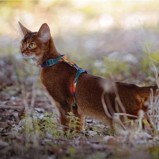 harnais-chat-anti-fugue-ajustable-herbe