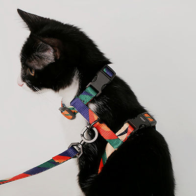harnais-chat-anti-fugue-ajustable-sol