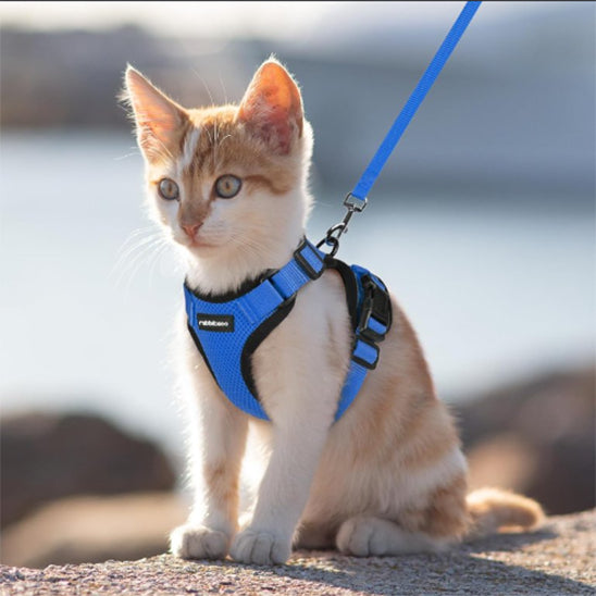 harnais-chat-anti-fugue-tout-confort-assis-bleu