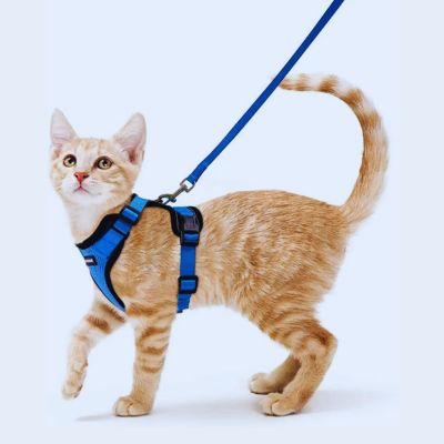 harnais-chat-anti-fugue-tout-confort-modele-bleu
