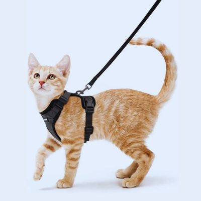 harnais-chat-anti-fugue-tout-confort-modele-noir