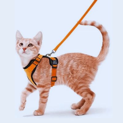 harnais-chat-anti-fugue-tout-confort-modele-orange