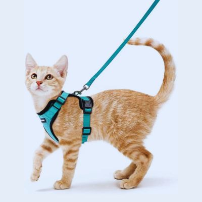 harnais-chat-anti-fugue-tout-confort-modele-vert