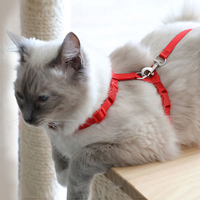 harnais-chat-assis-confortablement