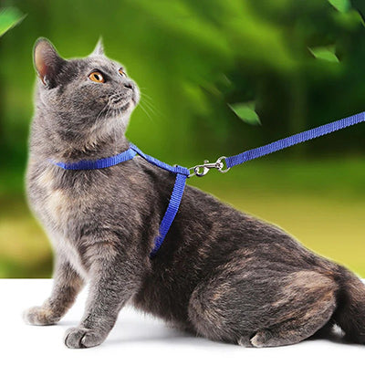 harnais-chat-assis-pause-dans-les-champs