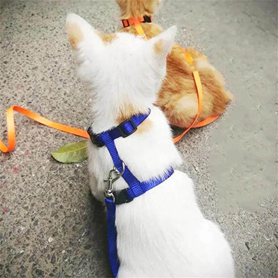 harnais-chat-deux-chats-vu-de-dos
