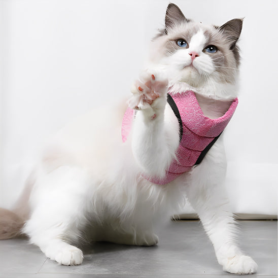 harnais-chat-doux-et-moelleux-patte