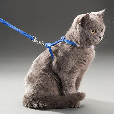 harnais-chat-mannequin
