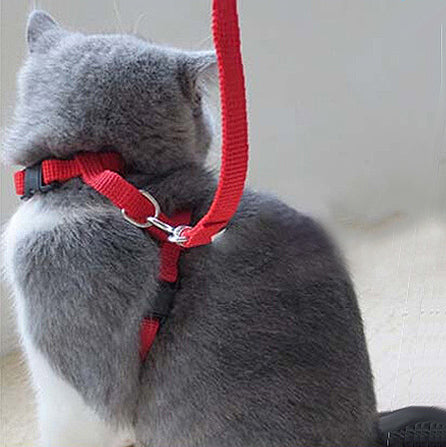 harnais-chat-vu-de-dos