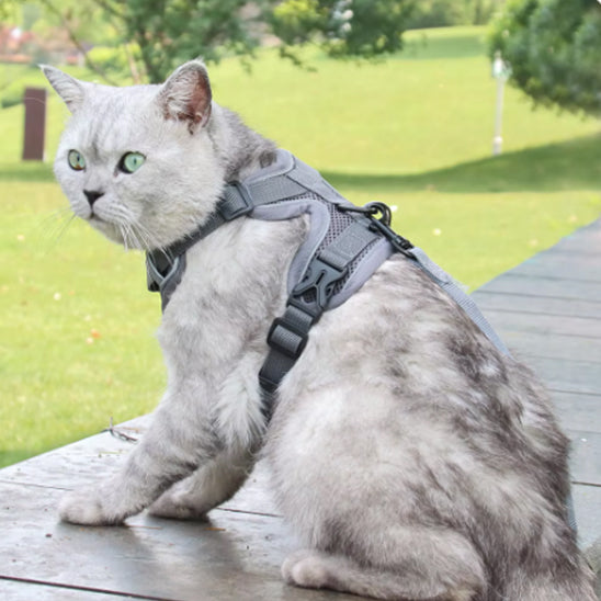 harnais-pour-chat-reflechissant-assis