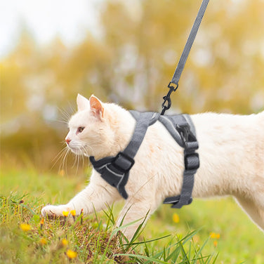 harnais-pour-chat-reflechissant-dans-les-herbes