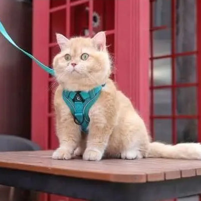 harnais-pour-chat-reflechissant-pose-vert