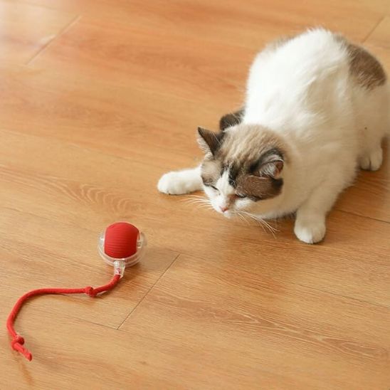 jouet-chat-interactif-attrape
