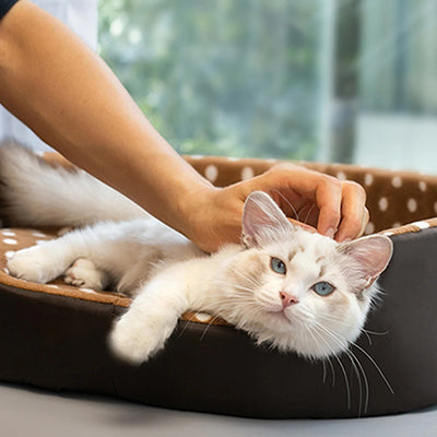 panier-pour-chat-en-tissu-caresse