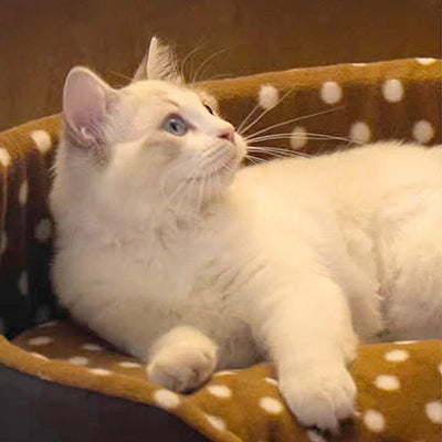 panier-pour-chat-en-tissu-pause