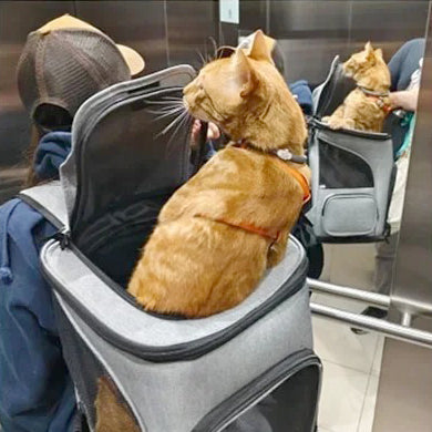 Sac à dos pour chat | CATBACK™