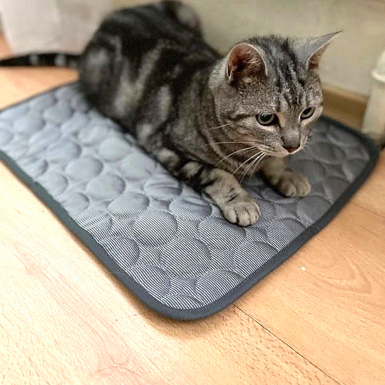 tapis-pour-chat-rafraichissant-surpris