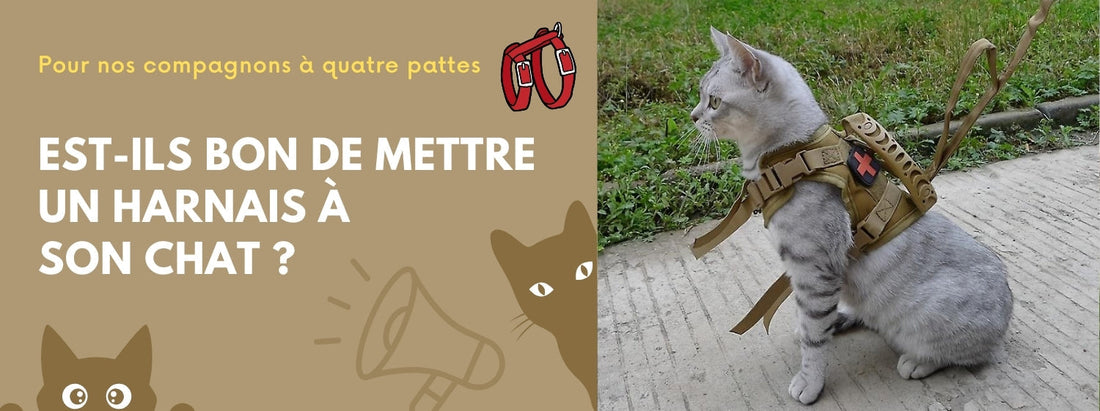 est-il bon de mettre un harnais à son chat