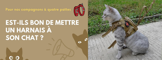 est-il bon de mettre un harnais à son chat