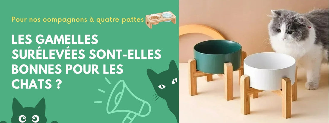 les gamelles surélevées sont-elles bonnes pour les chats