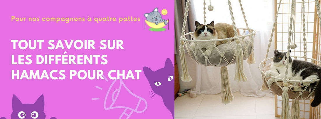 tout savoir sur les différents hamacs pour chat