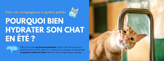 POURQUOI BIEN HYDRATER SON CHAT EN ÉTÉ ?