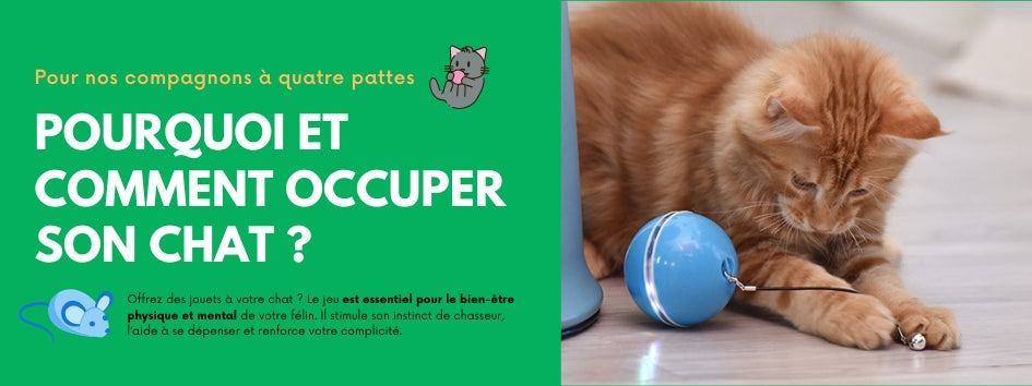 POURQUOI ET COMMENT OCCUPER SON CHAT ?