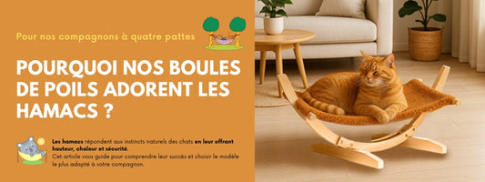 pourquoi-les-chats-adorent-les-hamacs-bis