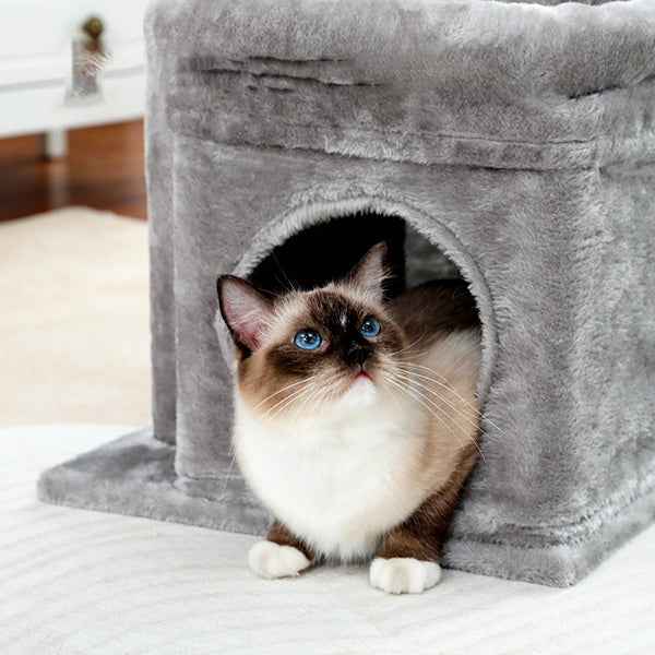 arbre-a-chat-compact-chat-dans-la-niche-qui-regarde-en-haut