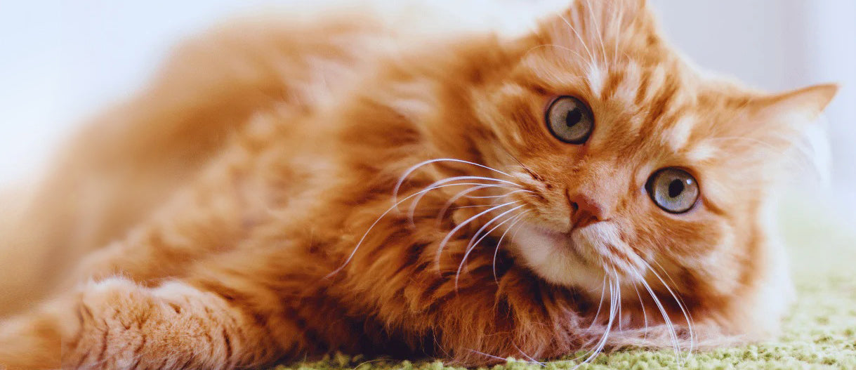 chat-filou-confort-et-accessoire-chat-allonge