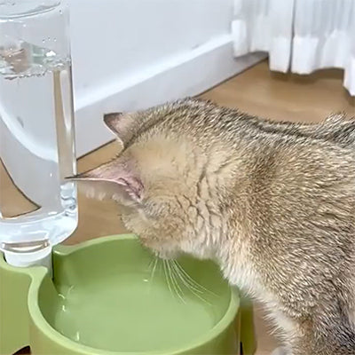 distributeur-eau-chat-couverture