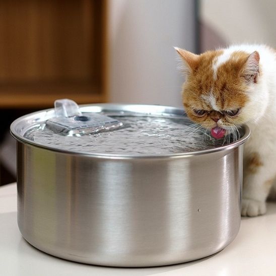 Fontaine à eau chat avec détecteur de mouvement