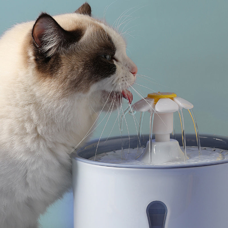 fontaine-a-eau-chat-marguerite-deguste