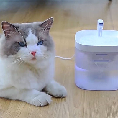 fontaine-eau-pour-chat-transparente-assis
