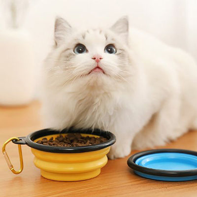 gamelle-pour-chat-pliable-chat-qui-regarde-en-haut