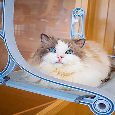 hamac-chat-fenetre-style-retro-gros-plan